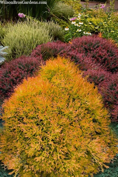 Fire Chief Arborvitae - 1 Gallon Pot - Image 4