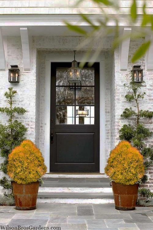 Fire Chief Arborvitae - 1 Gallon Pot - Image 5