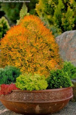 Fire Chief Arborvitae - 3 Gallon Pot