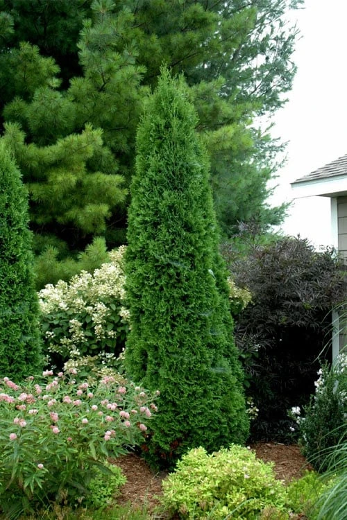 North Pole Arborvitae (Thuja) - 3 Gallon Pot - Image 6