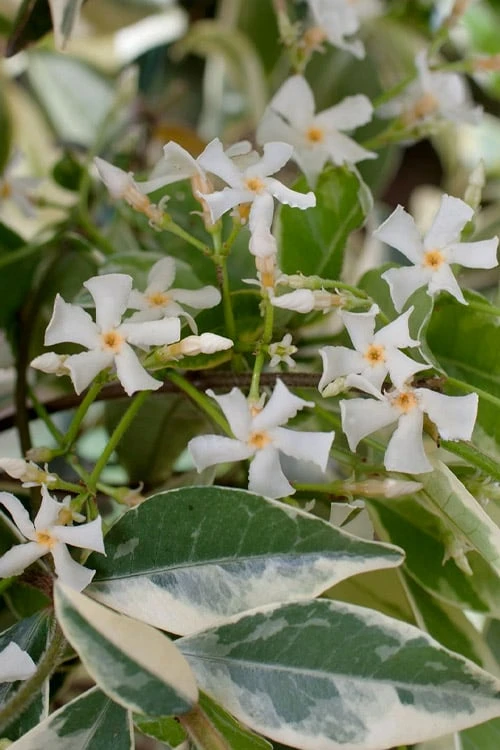 Variegated Confederate Jasmine - Trachelospermum Jasminoides - 3 Gallon Pot - Image 5
