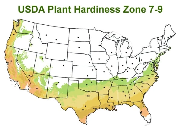 Chisato No Aki Camellia Japonica - 3 Gallon Pot - Image 3