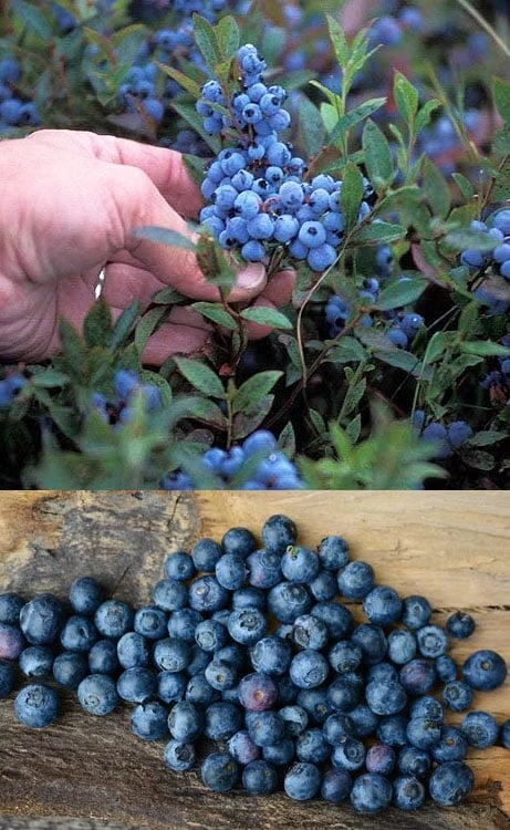 Wild Lowbush Blueberry Plant - 1 Gallon - Image 5