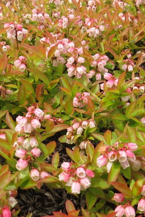 Wild Lowbush Blueberry Plant - 1 Gallon - Image 8