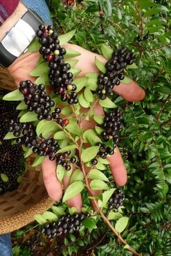 Evergreen Huckleberry (Vaccinium Ovatum) -3 Gallon Pot