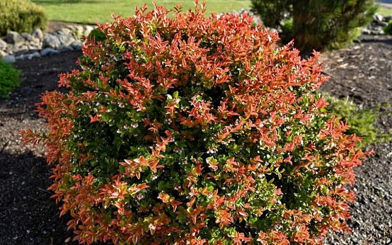 Evergreen Huckleberry (Vaccinium Ovatum) -3 Gallon Pot - Image 6