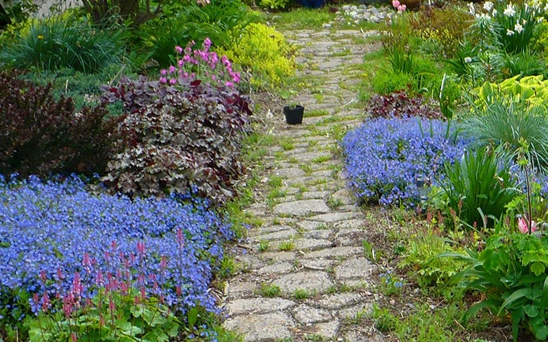 Georgia Blue Veronica Umbrosa - 6 Pack Of 1 Gallon Pots - Image 5