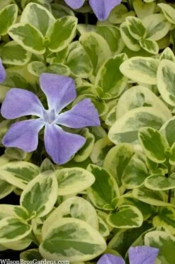 Expoflora Variegated Bigleaf Periwinkle (Vinca Major) - 6 Pack Of Pint Pots
